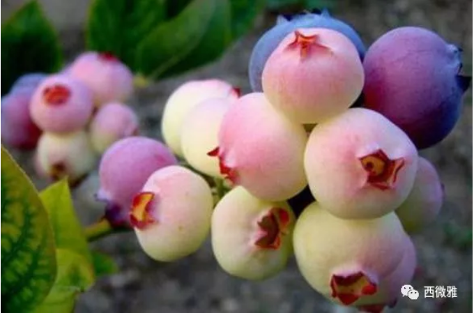 珍貴的果脯-藍(lán)莓干(圖1) 珍貴的果脯-藍(lán)莓干(圖1)