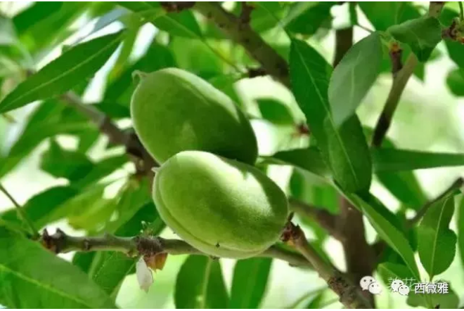 貴族堅(jiān)果-加州扁桃仁(圖7) 貴族堅(jiān)果-加州扁桃仁(圖7)