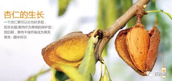 貴族堅(jiān)果-加州扁桃仁(圖13) 貴族堅(jiān)果-加州扁桃仁(圖13)