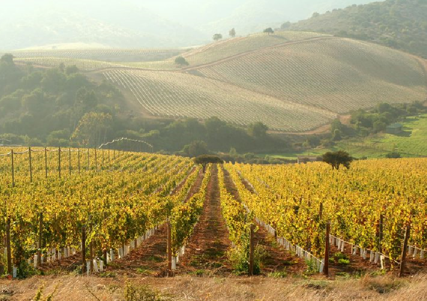 西微雅邀請美國加州葡萄干管理委員會陸老師為員工進行產(chǎn)品培訓(圖5) 西微雅邀請美國加州葡萄干管理委員會陸老師為員工進行產(chǎn)品培訓(圖5)