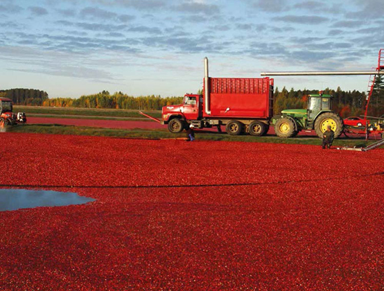 蔓越莓干批發(fā)廠家國內(nèi)如何生產(chǎn)蔓越莓干(圖1) 蔓越莓干批發(fā)廠家國內(nèi)如何生產(chǎn)蔓越莓干(圖1)