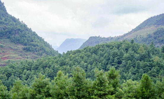 為何松子仁市場(chǎng)批發(fā)價(jià)上漲，松子仁的功效與作用(圖2)