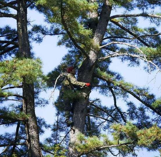 為何松子仁市場(chǎng)批發(fā)價(jià)上漲，松子仁的功效與作用(圖4)