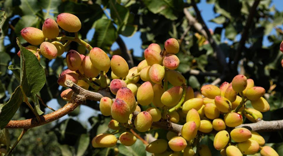 用開心果醬做烘焙和飲品，西微雅綠開心果醬如何？(圖3)